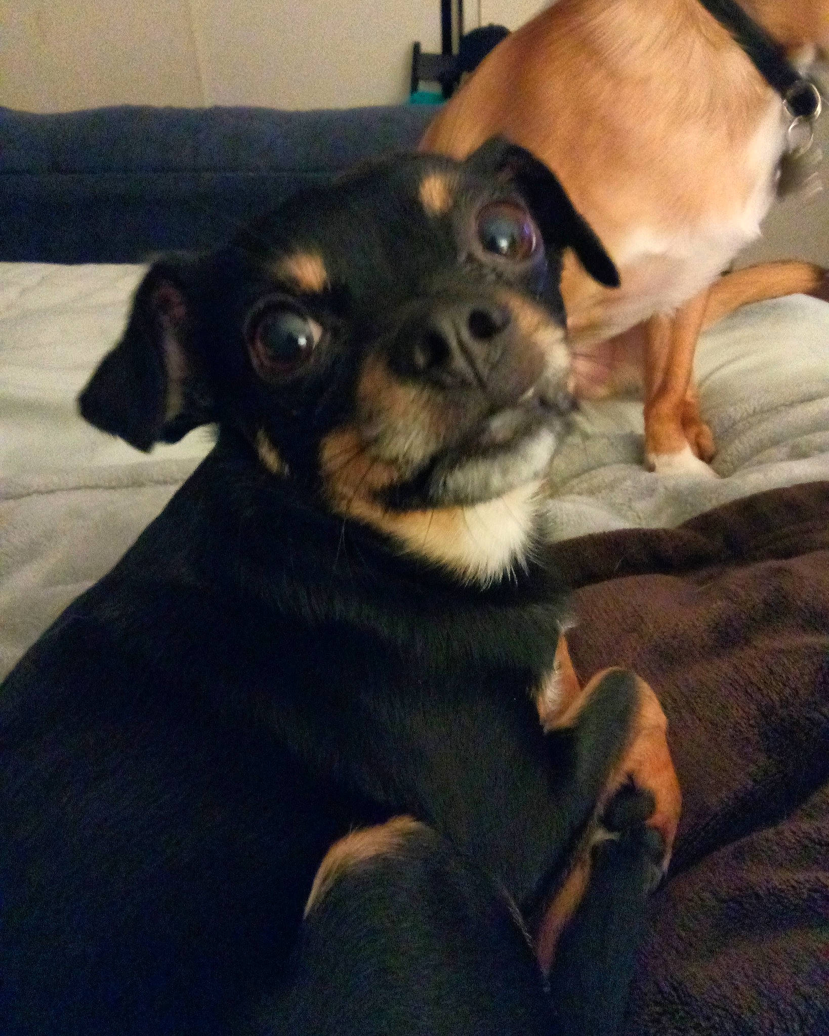 Tinka is registered to the contest to win money with this photo: canidae, carnivore, comfort, companion_dog, dog, dog_breed, ear, fawn, fur, guard_dog, paw, pinscher, snout, sporting_group, toy_dog, whiskers, working_animal, working_dog