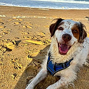 Maïko a rejoint le concours — aidez-le/la à gagner de superbes lots ! animal, beach, canine, closeup, daytime, dog, fur, happy, harness, nature, ocean, outdoor, pet, relaxing, sand, sea, smiling, sunny, water, waves