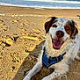 animal, beach, canine, closeup, daytime, dog, fur, happy, harness, nature, ocean, outdoor, pet, relaxing, sand, sea, smiling, sunny, water, waves