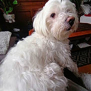 Yume a rejoint le concours — aidez-le/la à gagner de superbes lots ! closeup, companion, cozy, curious, dog, domestic_animal, fluffy, fur, furniture, home, indoor, living_room, pet, plant, portrait, relaxed, rug, table, white_dog, wooden_cabinet