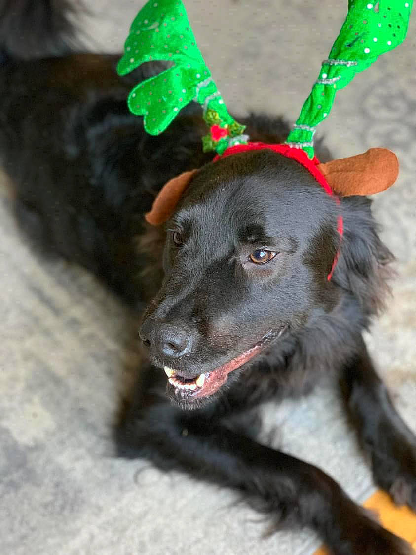 Cy joined the competition — help win amazing prizes! canidae, carnivore, collar, companion_dog, dog, dog_breed, dog_collar, dog_supply, event, fawn, fur, green, guard_dog, head, leash, sleeve, snout, tail, whiskers, working_animal