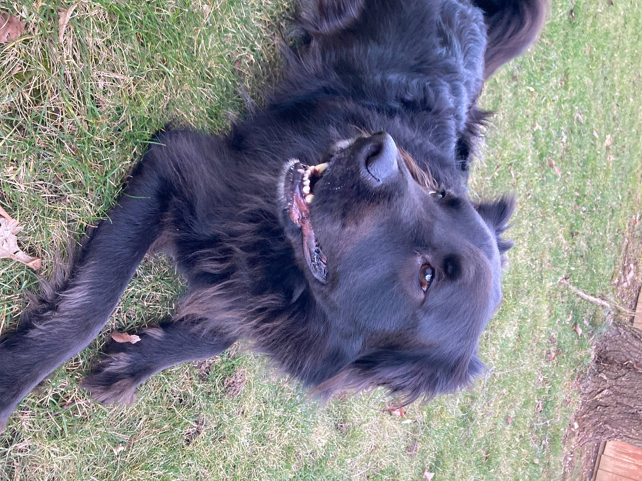 Cy is registered to the contest to win money with this photo: canidae, carnivore, companion_dog, dog, dog_breed, foot, fur, gesture, grass, liver, non_sporting_group, paw, snout, sporting_group, tail, terrestrial_animal, wildlife, working_animal, working_dog