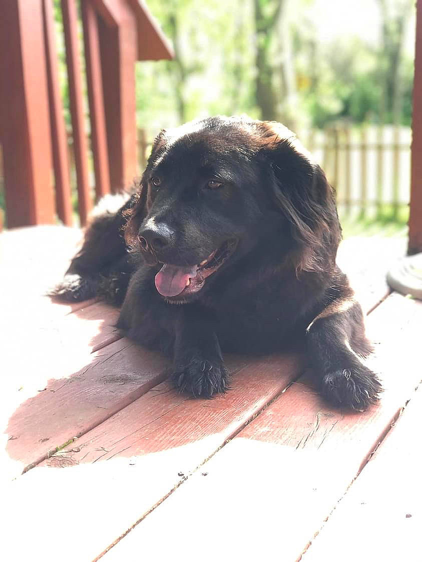 Cy joined the competition — help win amazing prizes! canidae, carnivore, companion_dog, dog, dog_breed, dog_collar, flooring, fur, guard_dog, gun_dog, hardwood, liver, mammal, plant, retriever, snout, sporting_group, tints_and_shades, wood, working_dog