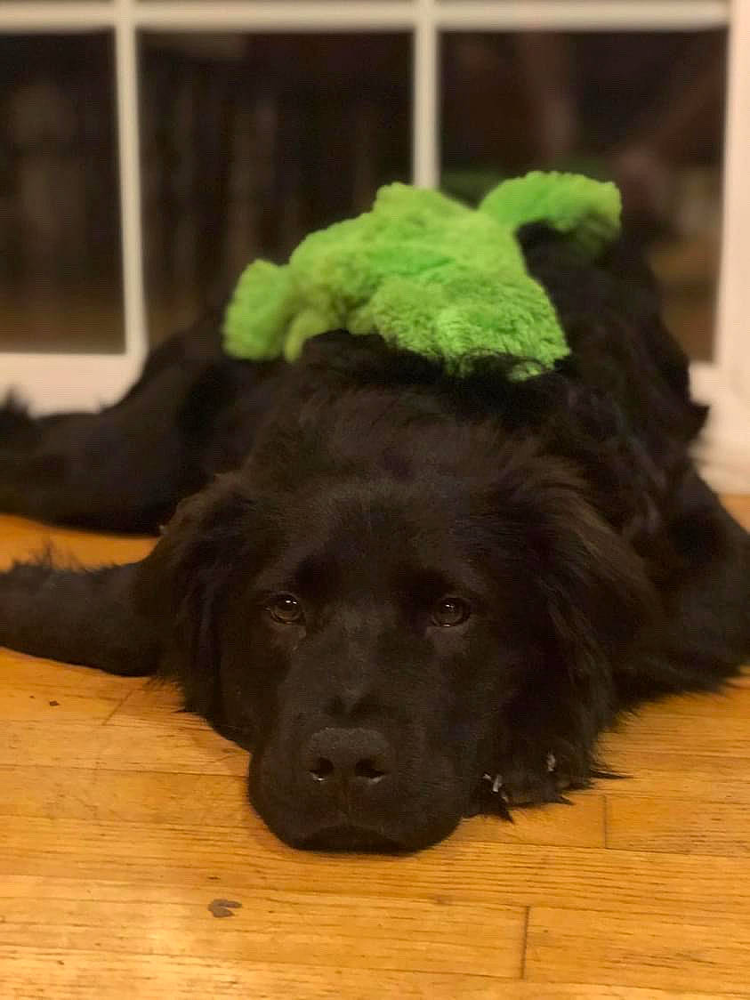 Cy joined the competition — help win amazing prizes! borador, canidae, carnivore, companion_dog, dog, dog_breed, flooring, fur, giant_dog_breed, hardwood, liver, murray_river_curly_coated_retriever, snout, sporting_group, varnish, wood, wood_flooring, wood_stain, working_animal, working_dog