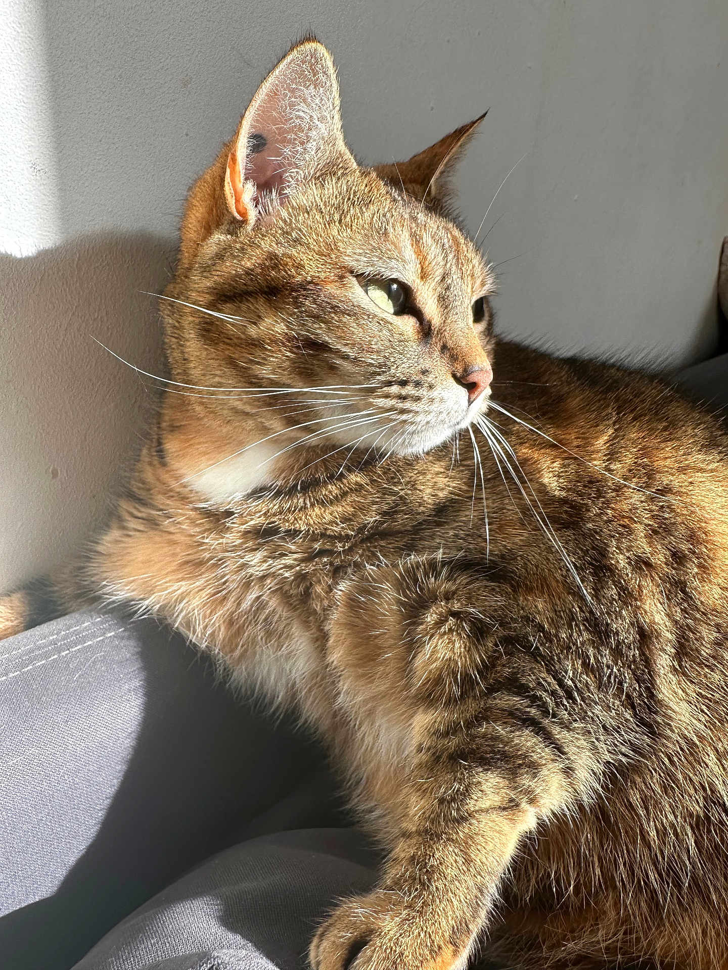 Lily