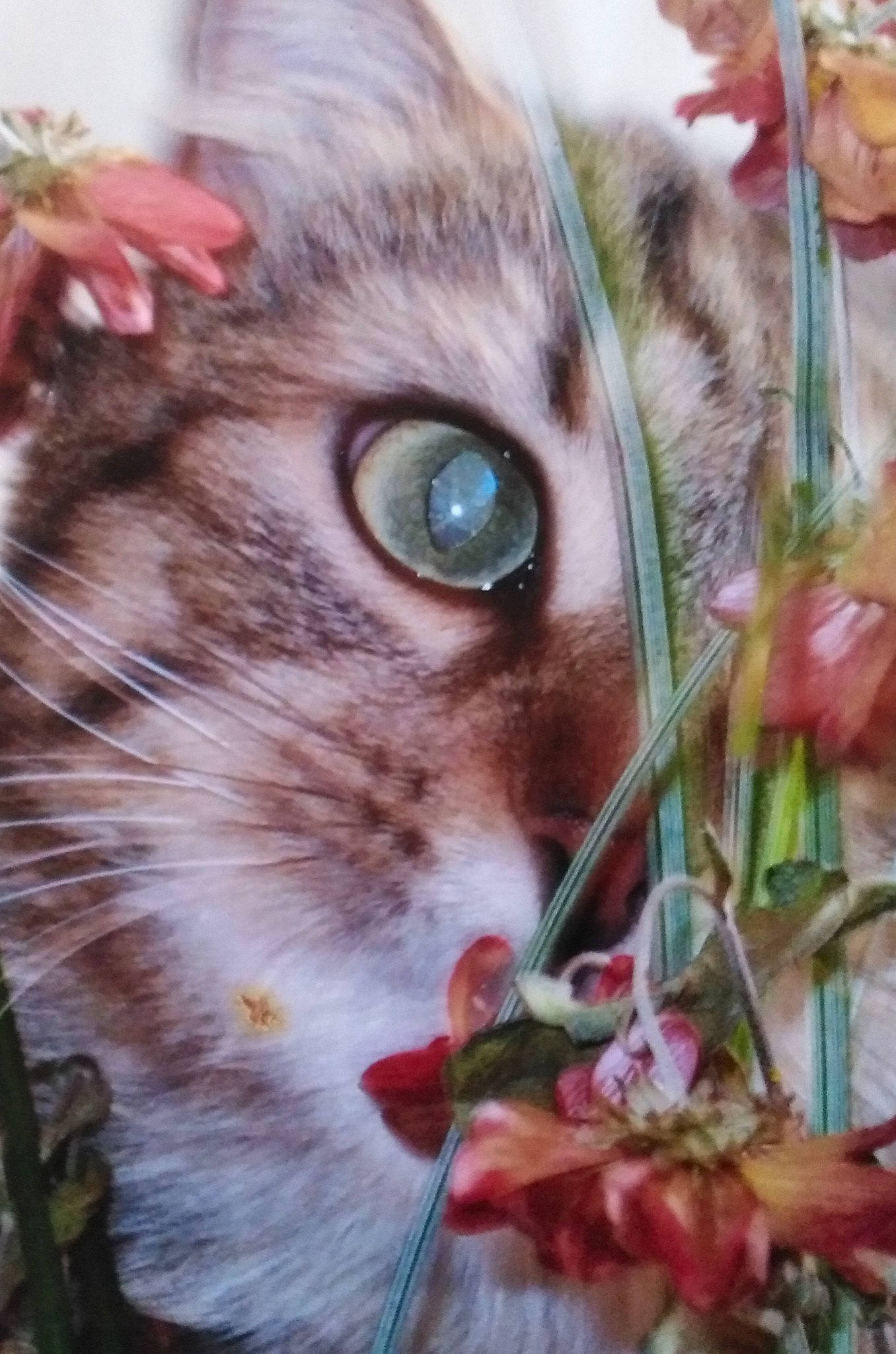 Chanel participe au concours pour gagner de l'argent avec cette photo : carnivore, cat, domestic_short_haired_cat, event, fawn, felidae, flower, fur, grass, groundcover, iris, organism, peach, petal, photo_caption, plant, small_to_medium_sized_cats, snout, whiskers, wildlife