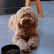 Belly participe au concours pour gagner de l'argent avec cette photo : animal, brown, canine, companion, curly_fur, cute, dog, domestic, floor, food_bowl, furry, home, indoor, kibble, paws, pet, relaxed, tile_floor, waiting, wooden_chair