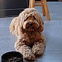 animal, brown, canine, companion, curly_fur, cute, dog, domestic, floor, food_bowl, furry, home, indoor, kibble, paws, pet, relaxed, tile_floor, waiting, wooden_chair