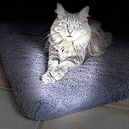 Missy participe au concours pour gagner de l'argent avec cette photo : cat, gray_cat, fluffy, cushion, purple_cushion, pet, animal, indoor, spotlight, green_eyes, fur, relaxed, lying_down, floor, tile_floor, domestic_cat, whiskers, cute, portrait, feline