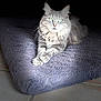 cat, gray_cat, fluffy, cushion, purple_cushion, pet, animal, indoor, spotlight, green_eyes, fur, relaxed, lying_down, floor, tile_floor, domestic_cat, whiskers, cute, portrait, feline
