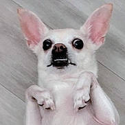 Lolita is registered to the contest to win money with this photo: animal, chihuahua, close_up, companion, cute, dog, domestic_animal, ears_up, floor, funny_face, indoor, lying_down, mammal, paw, pet, small_dog, surprised_expression, white_dog, wide_eyes, wooden_floor