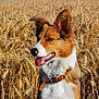 dog, wheat_field, outdoor, nature, collar, brown, white, blue_sky, animal, pet, happy, tongue_out, ears_up, sunlight, summer, grass, farm, canine, portrait, field
