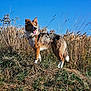 Vicky a rejoint le concours — aidez-le/la à gagner de superbes lots ! dog, outdoor, grass, wheat, field, blue_sky, animal, pet, nature, sunlight, happy, tongue_out, ears_up, standing, fur, collar, canine, summer, daylight, landscape