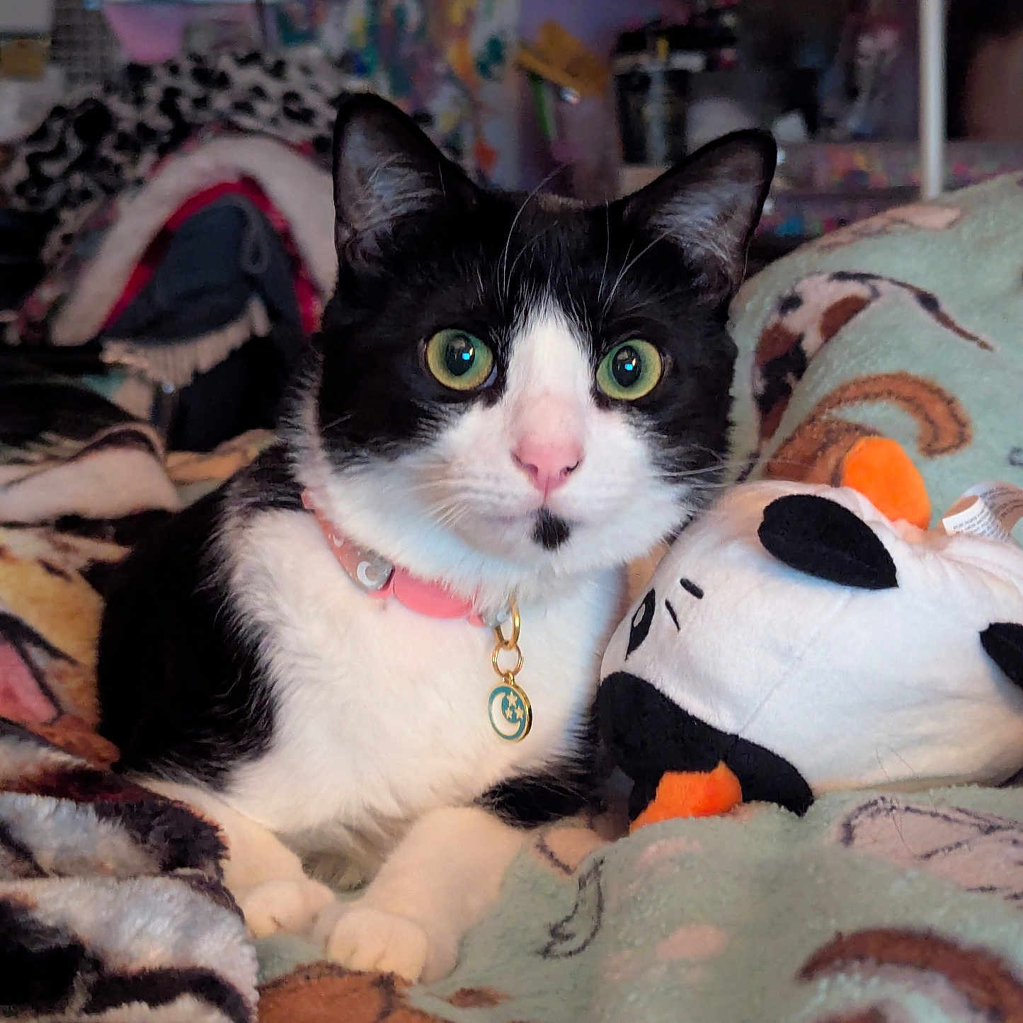 Daisy joined the competition — help win amazing prizes! accessories, animal, bed, bedroom, blanket, cat, couch, cushion, furniture, homedecor, indoors, jewelry, kitten, manx, necklace, pet, plush, quilt, room, toy