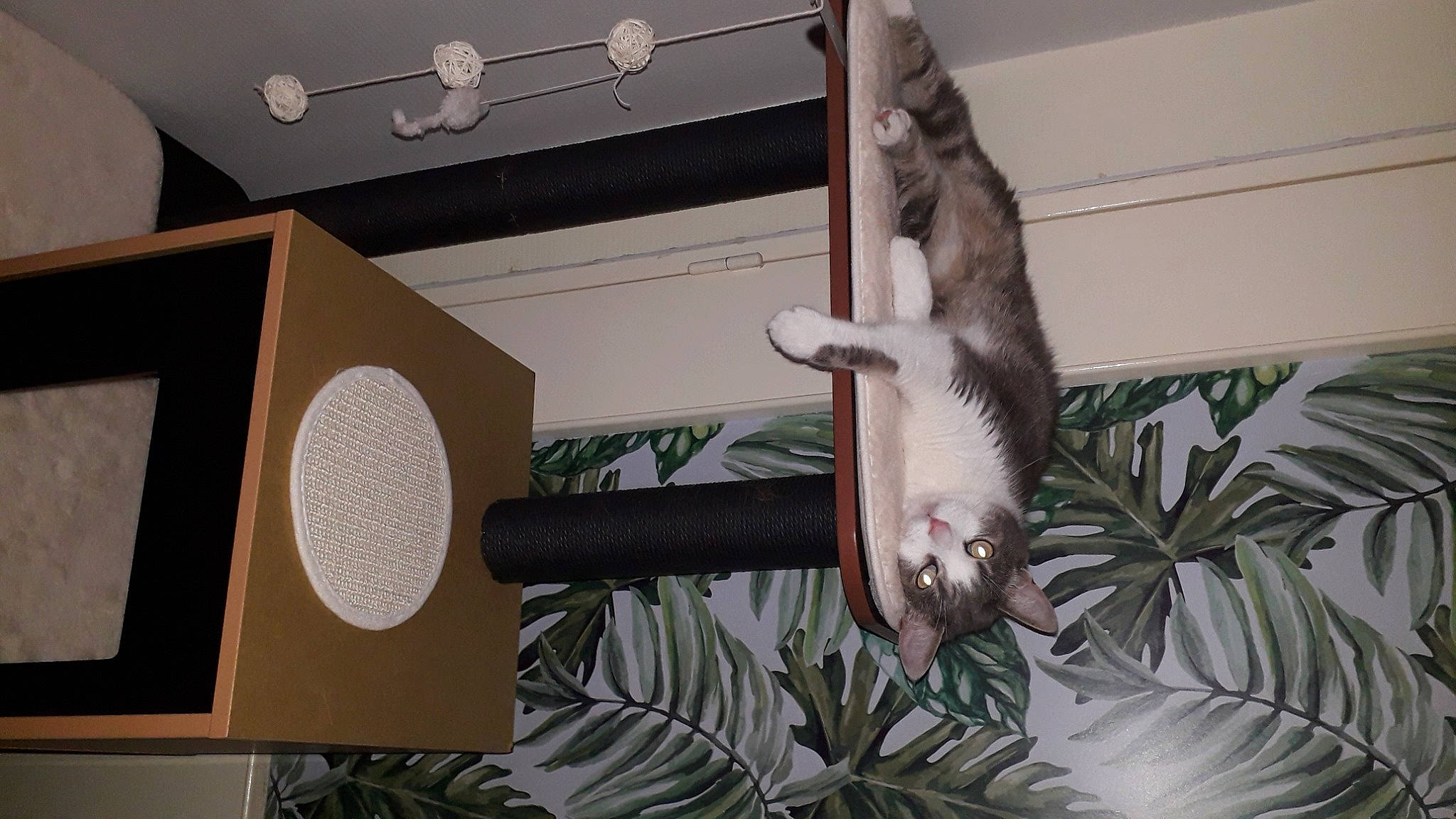 Blue participe au concours pour gagner de l'argent avec cette photo : carnivore, cat, felidae, fur, lighting_accessory, loudspeaker, paw, small_to_medium_sized_cats, tail, vertebrate