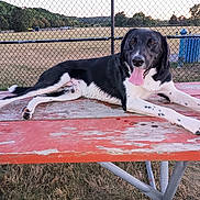 Carter is registered to the contest to win money with this photo: animal, bench, black_and_white, canine, daytime, dog, fence, field, grass, landscape, leisure, nature, outdoor, park, pet, picnic_table, resting, summer, sunset, tongue_out