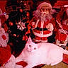 Lucky Sammy is registered to the contest to win money with this photo: beard, cat, celebration, christmas, cute, decor, doll, festive, holiday, holiday_decoration, indoor, lying_down, ornament, pet, plush, red_clothing, relaxing, santa_claus, toy, white_cat