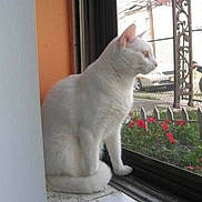 Lucky Sammy is registered to the contest to win money with this photo: animal, cat, curious, daylight, fence, flowers, garden, glass, home, indoor, marble_floor, motorcycle, pet, quiet, red_flowers, side_view, sitting, wall, white_cat, window