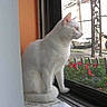 animal, cat, curious, daylight, fence, flowers, garden, glass, home, indoor, marble_floor, motorcycle, pet, quiet, red_flowers, side_view, sitting, wall, white_cat, window