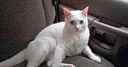 Lucky Sammy joined the competition — help win amazing prizes! animal, car_seat, cat, companion, domestic_animal, door_panel, ears, feline, fur, indoor, looking_at_camera, paws, pet, relaxed, seat_fabric, tail, vehicle, whiskers, white_cat, window