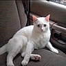 animal, car_seat, cat, companion, domestic_animal, door_panel, ears, feline, fur, indoor, looking_at_camera, paws, pet, relaxed, seat_fabric, tail, vehicle, whiskers, white_cat, window