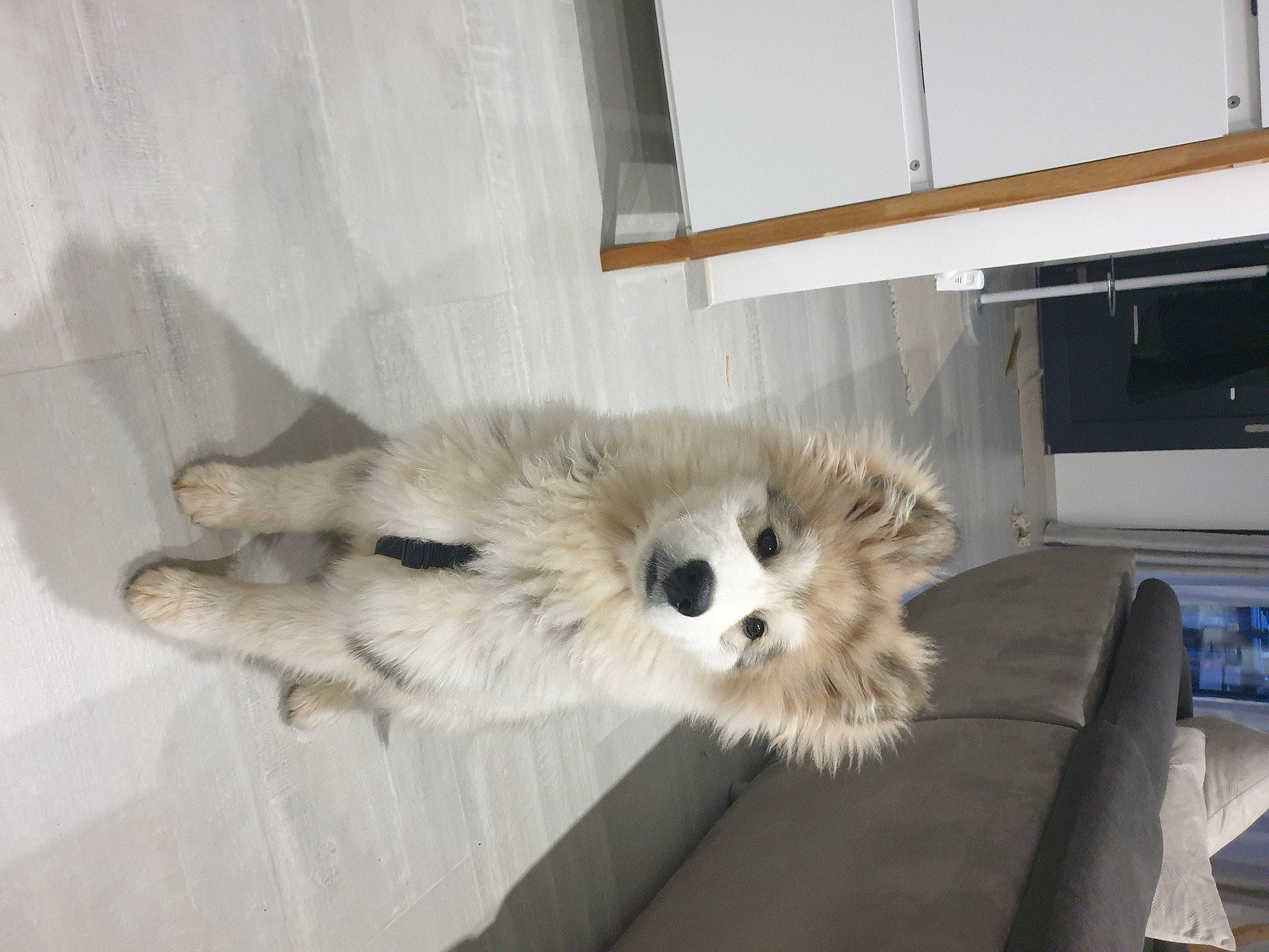 Rio participe au concours pour gagner de l'argent avec cette photo : ancient_dog_breeds, canidae, canis, carnivore, companion_dog, corgi_chihuahua, dog, dog_breed, dog_supply, fawn, fur, german_spitz, german_spitz_klein, german_spitz_mittel, non_sporting_group, spitz, sporting_group, toy_dog, volpino_italiano, whiskers