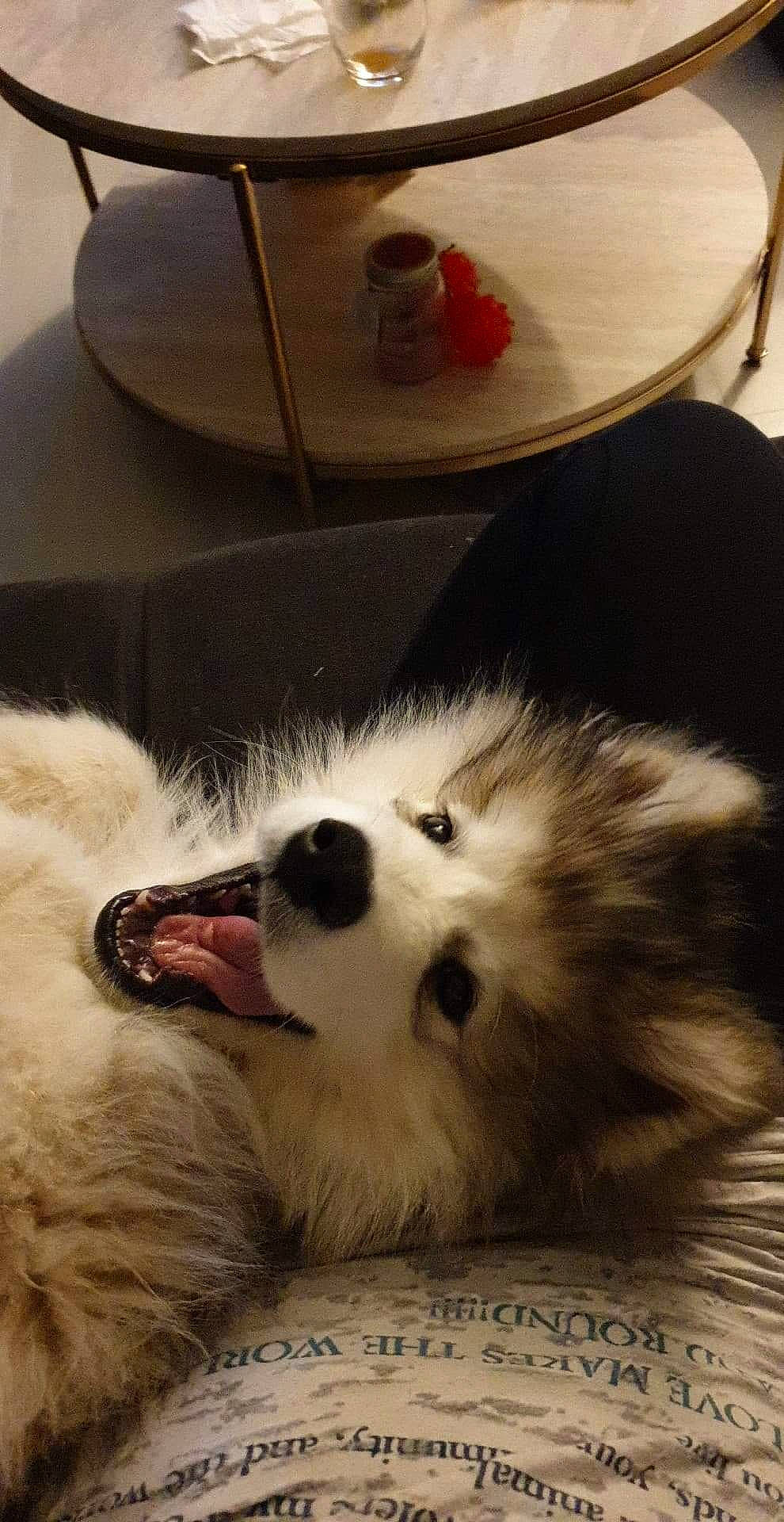 Rio participe au concours pour gagner de l'argent avec cette photo : american_eskimo_dog, canidae, carmine, carnivore, comfort, companion_dog, dog, dog_breed, fashion_accessory, fur, german_spitz, paw, pet_supply, samoyed, snout, spitz, sporting_group, toy_dog, volpino_italiano, whiskers