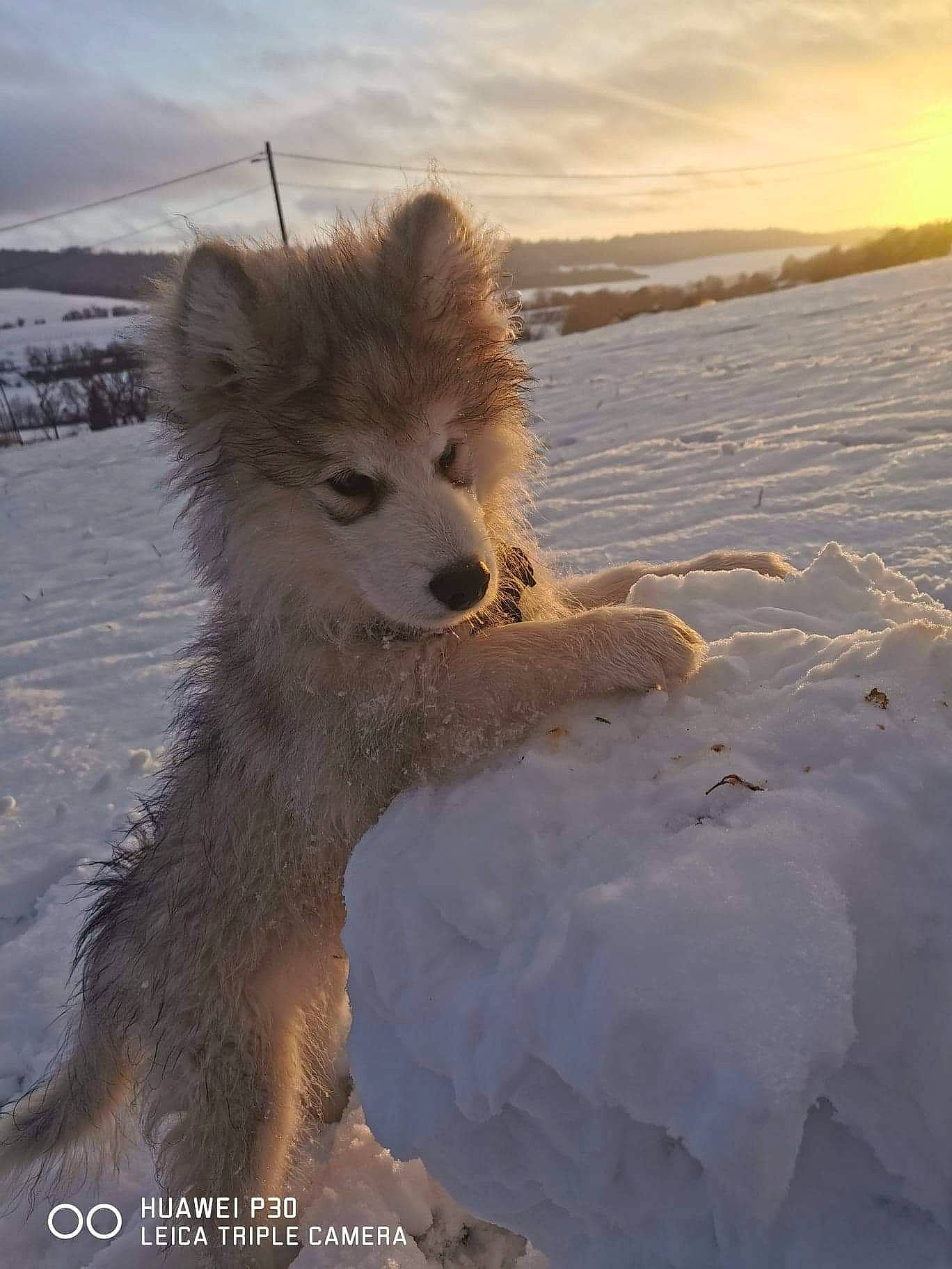 Rio a rejoint le concours — aidez-le/la à gagner de superbes lots ! canidae, canis, carnivore, cloud, companion_dog, dog, dog_breed, fawn, freezing, fur, ice_cap, landscape, polar_ice_cap, sky, snout, snow, spitz, sporting_group, water, winter