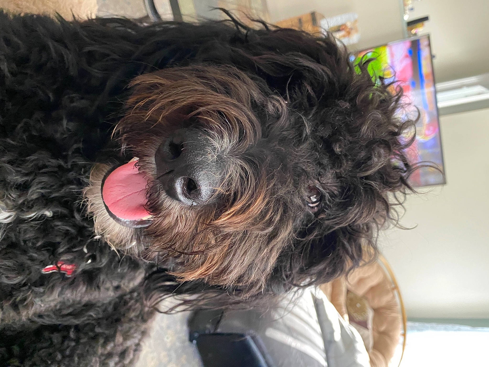 Barkley is registered to the contest to win money with this photo: canidae, carnivore, companion_dog, dog, dog_breed, dog_collar, dog_supply, fur, mammal, pet_supply, small_terrier, snout, sporting_group, terrier, tongue, toy_dog, vertebrate, water_dog, working_animal, working_dog