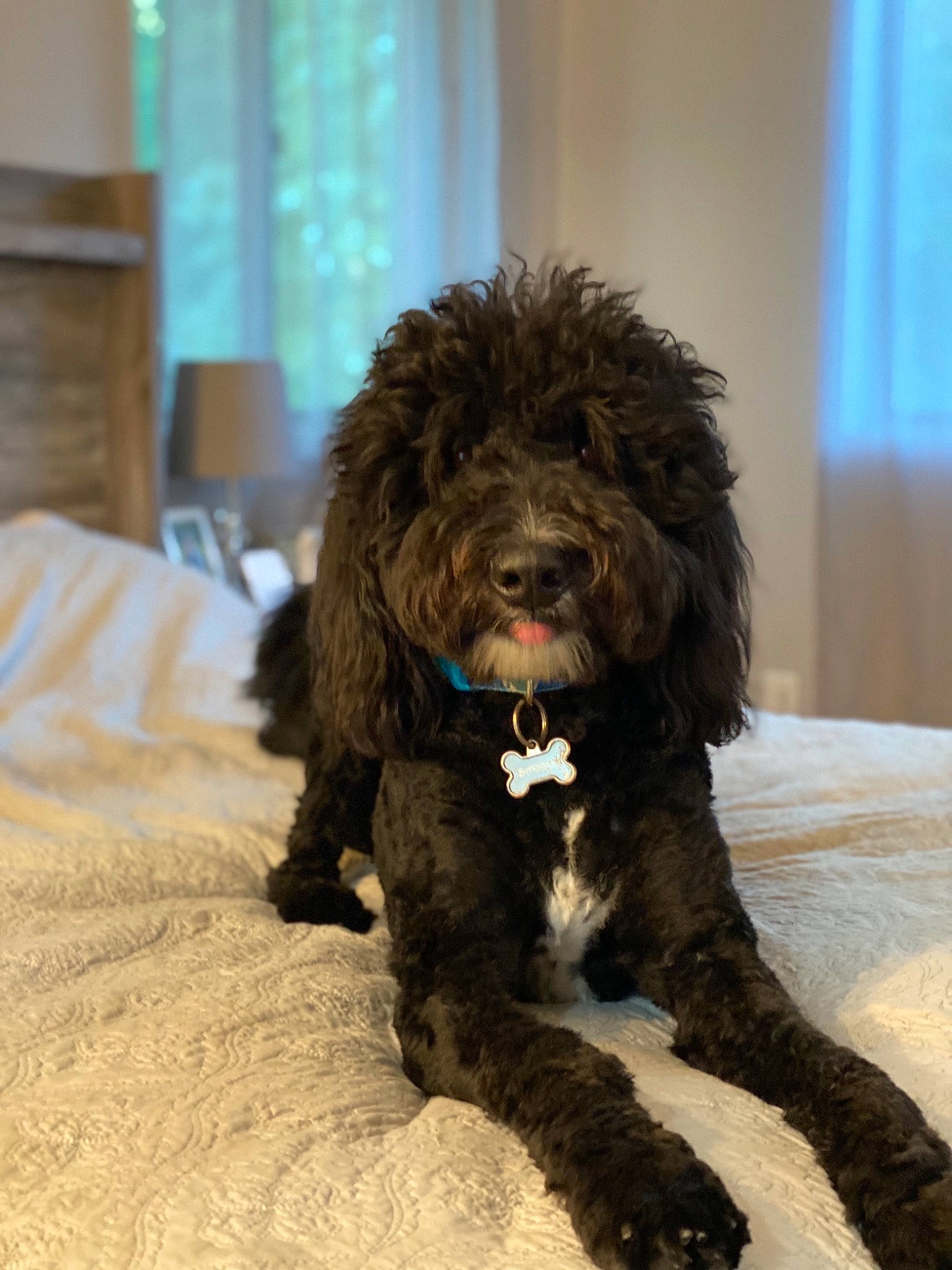 Barkley is registered to the contest to win money with this photo: bed, bed_sheet, canidae, carnivore, companion_dog, curtain, dog, dog_breed, fur, home_accessories, interior_design, linens, mammal, poodle, sporting_group, water_dog, window_covering, window_treatment, working_animal, working_dog