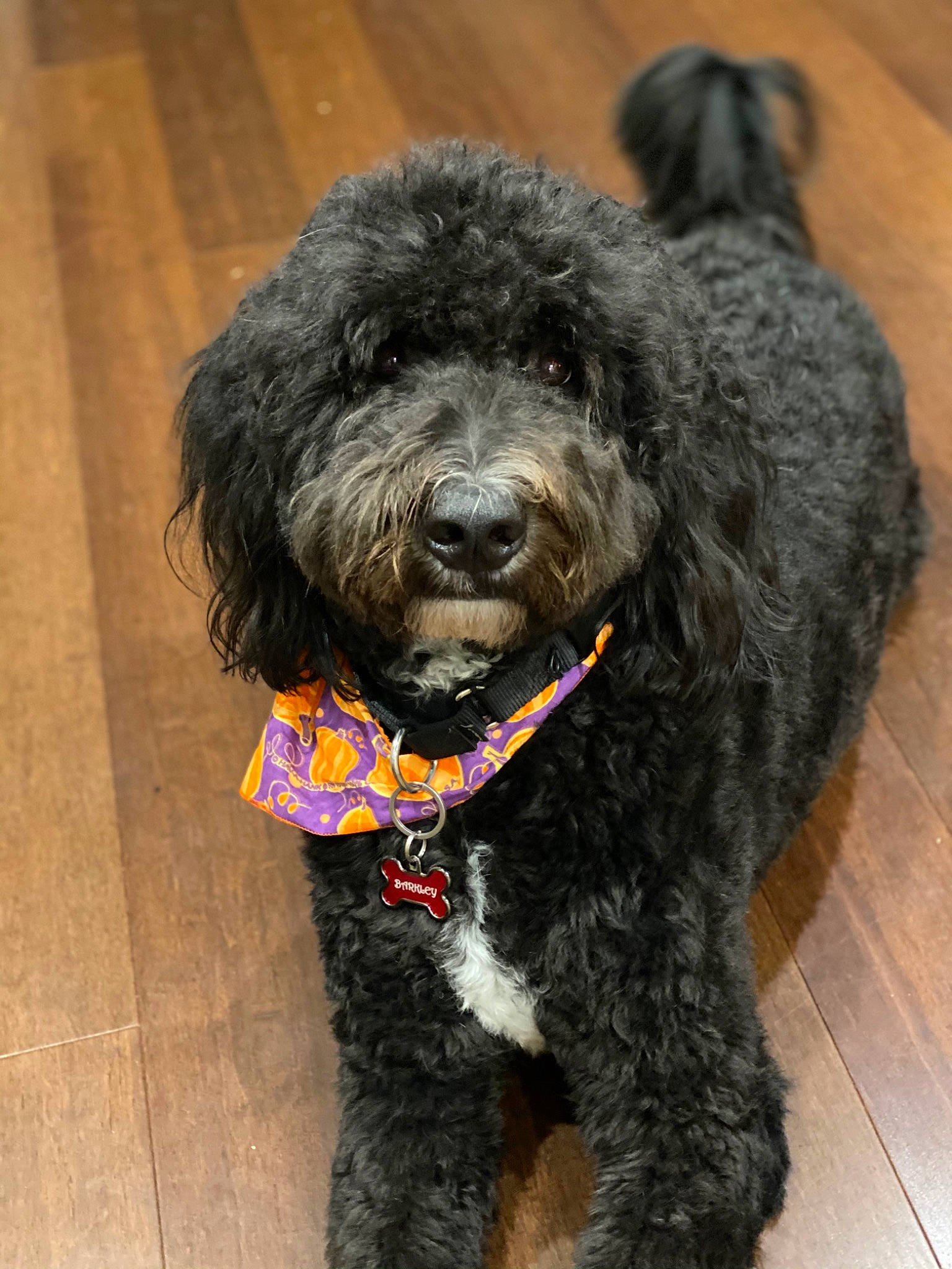 Barkley is registered to the contest to win money with this photo: black, canidae, carnivore, collar, companion_dog, dog, dog_breed, floor, flooring, fur, laminate_flooring, mammal, natural_material, snout, sporting_group, terrier, vertebrate, water_dog, wood_flooring, working_animal