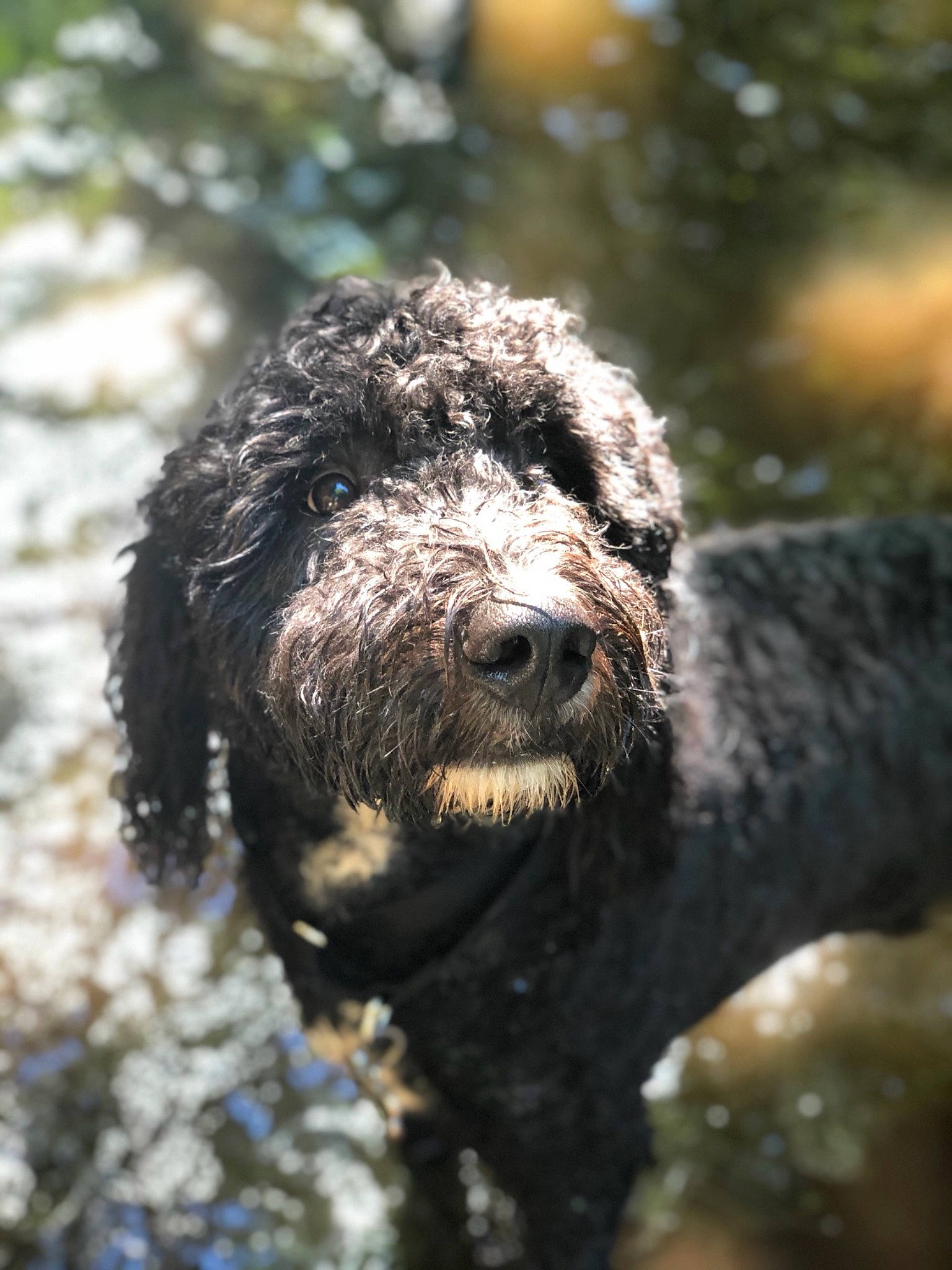 Barkley joined the competition — help win amazing prizes! canidae, carnivore, companion_dog, dog, dog_breed, goldendoodle, labradoodle, lagotto_romagnolo, non_sporting_group, organism, poodle, portuguese_water_dog, snout, spanish_water_dog, sporting_group, standard_poodle, terrier, water_dog, working_dog