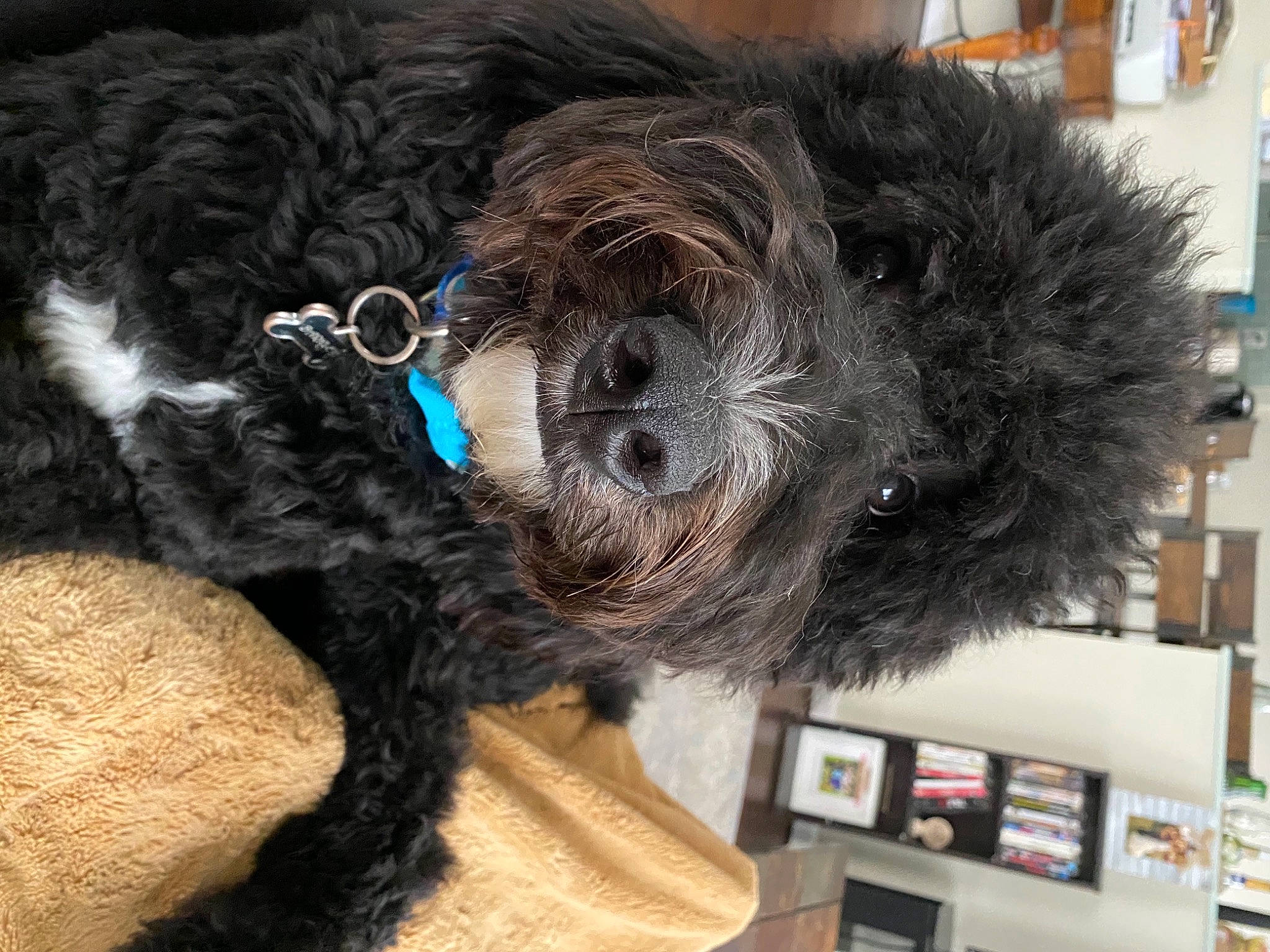 Barkley joined the competition — help win amazing prizes! canidae, carnivore, collar, companion_dog, dog, dog_breed, dog_collar, dog_supply, fur, natural_material, pet_supply, shelf, shelving, small_terrier, snout, sporting_group, stuffed_toy, terrier, water_dog, working_animal