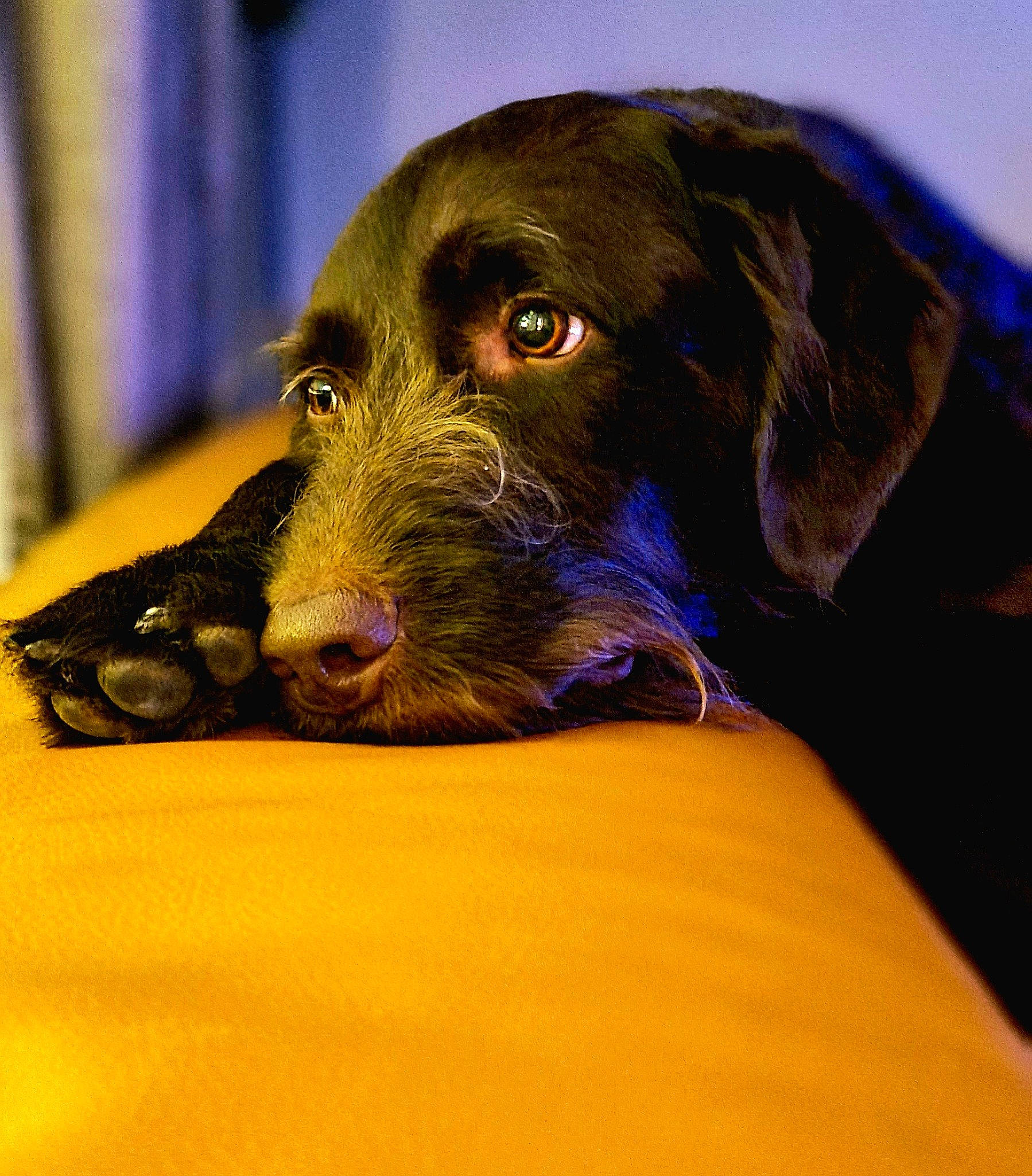 Brian joined the competition — help win amazing prizes! borador, canidae, carnivore, companion_dog, dog, dog_breed, dog_collar, ear, electric_blue, eye, fur, guard_dog, liver, pet_supply, snout, sporting_group, terrestrial_animal, whiskers, working_animal, working_dog