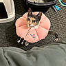 Artemis is registered to the contest to win money with this photo: animal, carpet, cat, cat_food, curious, cute, domestic_animal, ears, feline, floor, indoor, inflatable_collar, litter_box, looking_up, pet, pet_accessory, pink_collar, playful, small_animal, tail