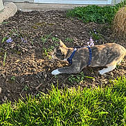 Artemis joined the competition — help win amazing prizes! animal, cat, curious, daylight, flowers, fur, garden, grass, greenery, harness, nature, outdoor, pet, plant, pounce, side_view, small_plant, soil, sunlight, window
