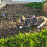 animal, cat, curious, daylight, flowers, fur, garden, grass, greenery, harness, nature, outdoor, pet, plant, pounce, side_view, small_plant, soil, sunlight, window