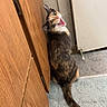 Artemis is registered to the contest to win money with this photo: animal, appliance, calico_cat, carpet, cat, curious, cute, domestic_cat, door, feline, floor_rug, fur, home_interior, indoor, meowing, pet, sitting, tail, whiskers, wooden_cabinet