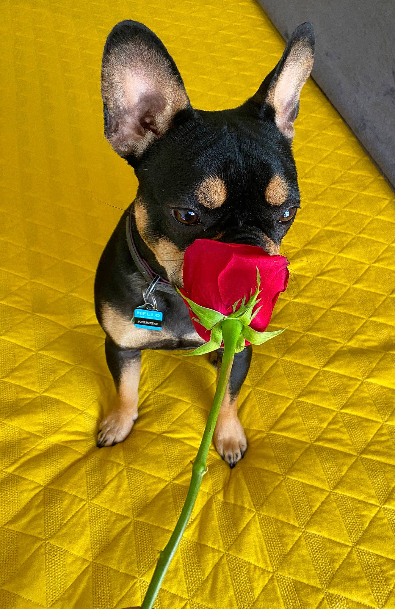 Fabritzio joined the competition — help win amazing prizes! canidae, carnivore, chihuahua, companion_dog, dog, dog_breed, english_toy_terrier, fawn, french_bulldog, mammal, miniature_pinscher, non_sporting_group, prazsky_krysarik, puppy, russkiy_toy, snout, toy_dog, vertebrate