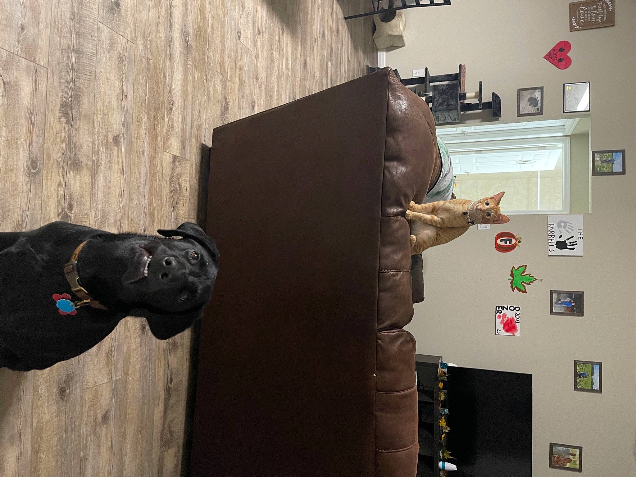 Goose joined the competition — help win amazing prizes! art, concrete, dog, door, flooring, gas, machine, personal_protective_equipment, room, shelving, visual_arts, wall, wood