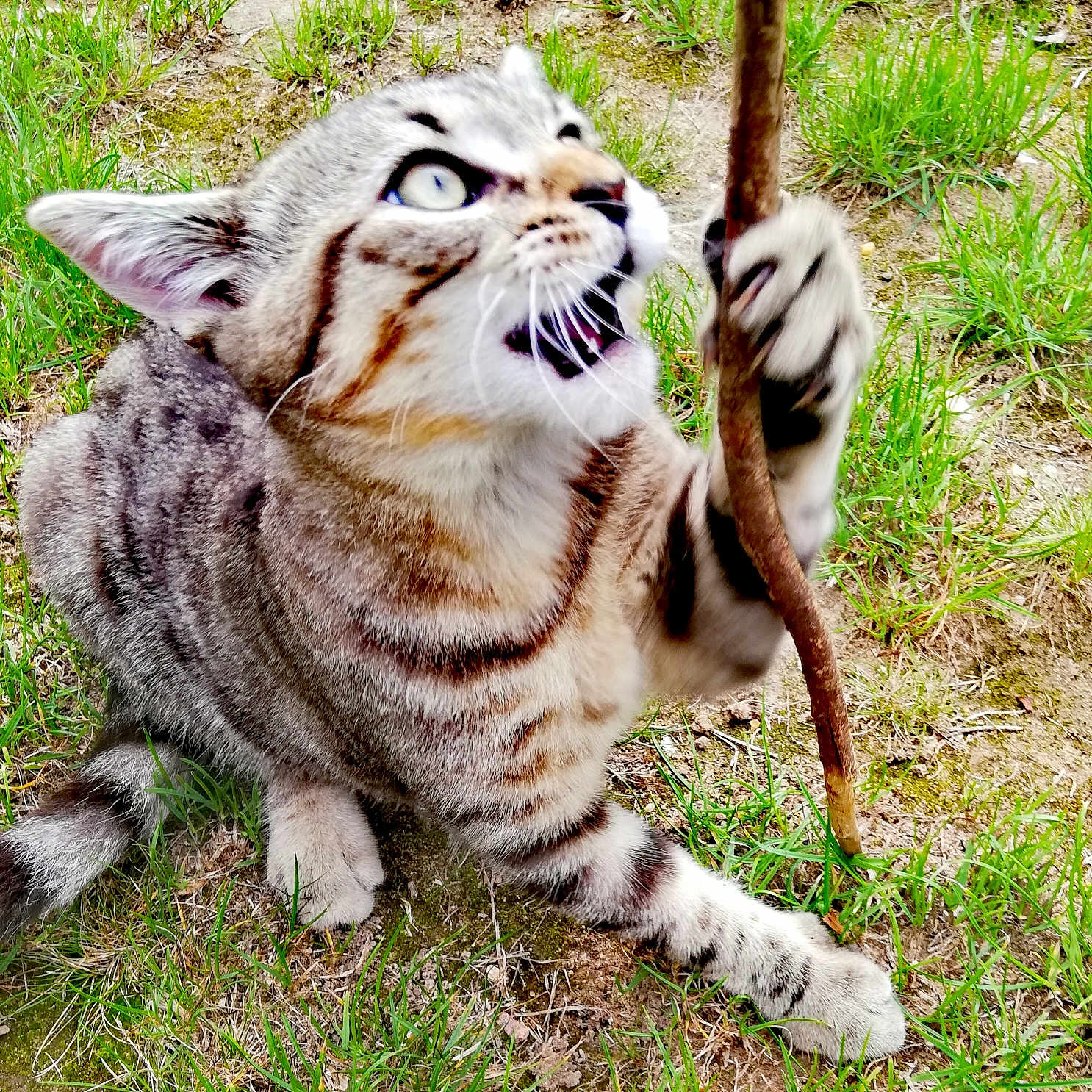 Simba a rejoint le concours — aidez-le/la à gagner de superbes lots ! abyssinian, animal, cat, field, grass, grassland, green, herbal, kitten, lawn, manx, nature, outdoors, pet, plant, soil, tiger, tree, vegetation, yard