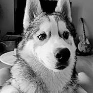 Boston a rejoint le concours — aidez-le/la à gagner de superbes lots ! animal, black_and_white, blue_eyes, canine, close_up, dog, fluffy, fur, furniture, guitar, husky, indoors, living_room, pet, portrait, siberian_husky, sitting, snout, upright_ears, whiskers