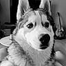 animal, black_and_white, blue_eyes, canine, close_up, dog, fluffy, fur, furniture, guitar, husky, indoors, living_room, pet, portrait, siberian_husky, sitting, snout, upright_ears, whiskers