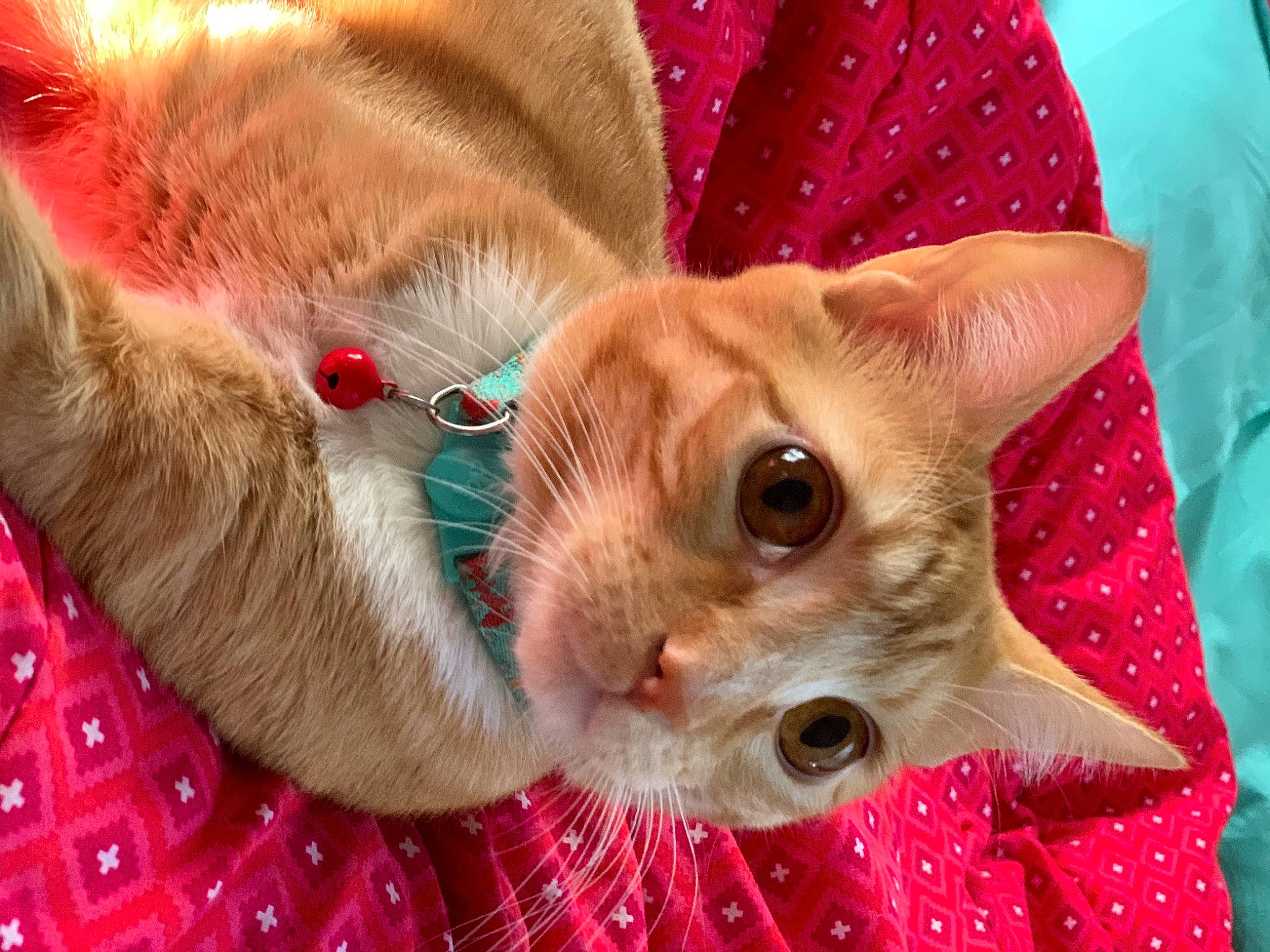 Cheesepuff is registered to the contest to win money with this photo: carnivore, cat, christmas, christmas_ornament, close_up, collar, costume_hat, domestic_short_haired_cat, fawn, felidae, fur, hat, holiday, pattern, red, small_to_medium_sized_cats, snout, tail, textile, whiskers