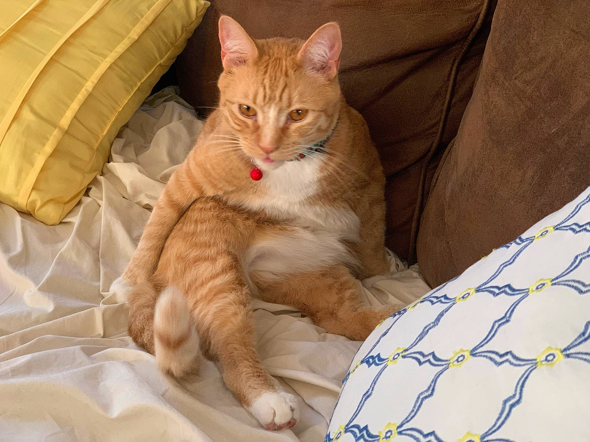 Cheesepuff joined the competition — help win amazing prizes! carnivore, cat, claw, comfort, domestic_short_haired_cat, fawn, felidae, fur, linens, nap, paw, sitting, sleep, small_to_medium_sized_cats, snout, tail, terrestrial_animal, whiskers, wildlife