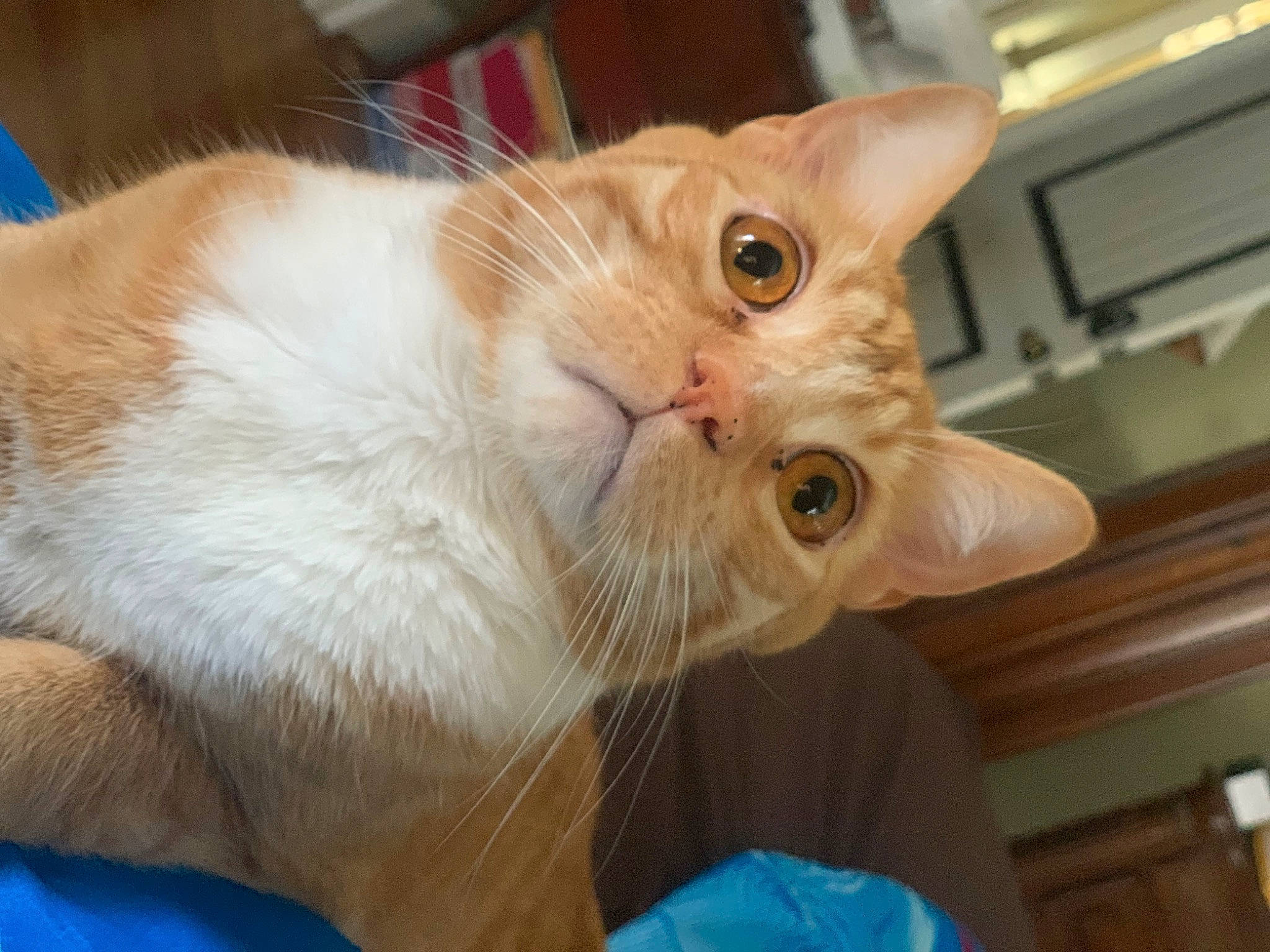 Cheesepuff is registered to the contest to win money with this photo: blue, carnivore, cat, claw, domestic_short_haired_cat, ear, fawn, felidae, fur, paw, small_to_medium_sized_cats, snout, whiskers