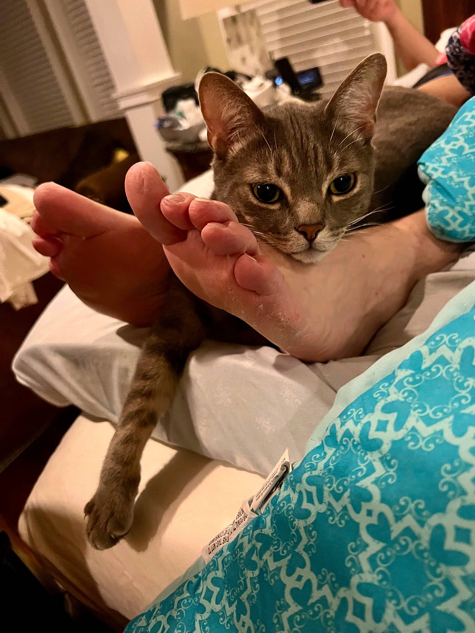 Ollie joined the competition — help win amazing prizes! bag, carnivore, cat, claw, comfort, domestic_short_haired_cat, fawn, felidae, fur, gesture, hand, linens, nail, pattern, small_to_medium_sized_cats, thumb, whiskers, wrist