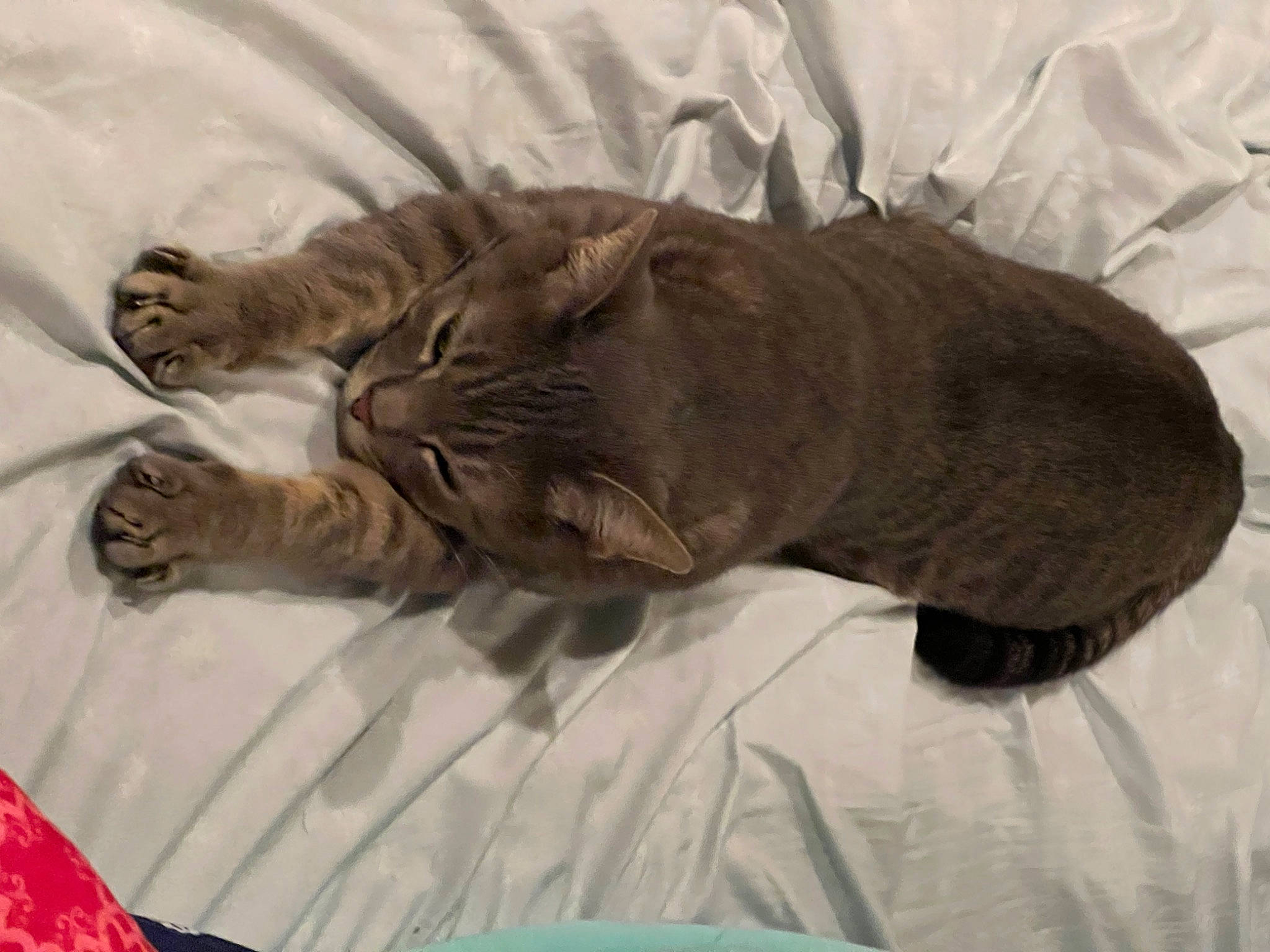 Ollie joined the competition — help win amazing prizes! bed, bedding, big_cats, carnivore, cat, comfort, fawn, felidae, gesture, grey, linens, liver, mammal, plant, small_to_medium_sized_cats, snout, tail, terrestrial_animal, vertebrate, whiskers