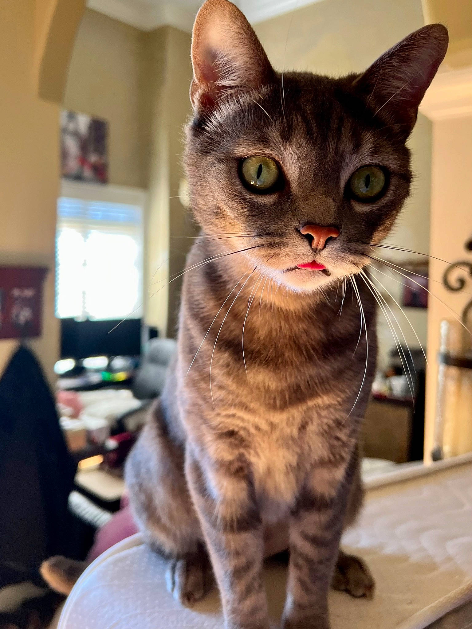 Ollie joined the competition — help win amazing prizes! carnivore, cat, comfort, domestic_short_haired_cat, fawn, felidae, fur, paw, picture_frame, sitting, small_to_medium_sized_cats, snout, tail, terrestrial_animal, whiskers