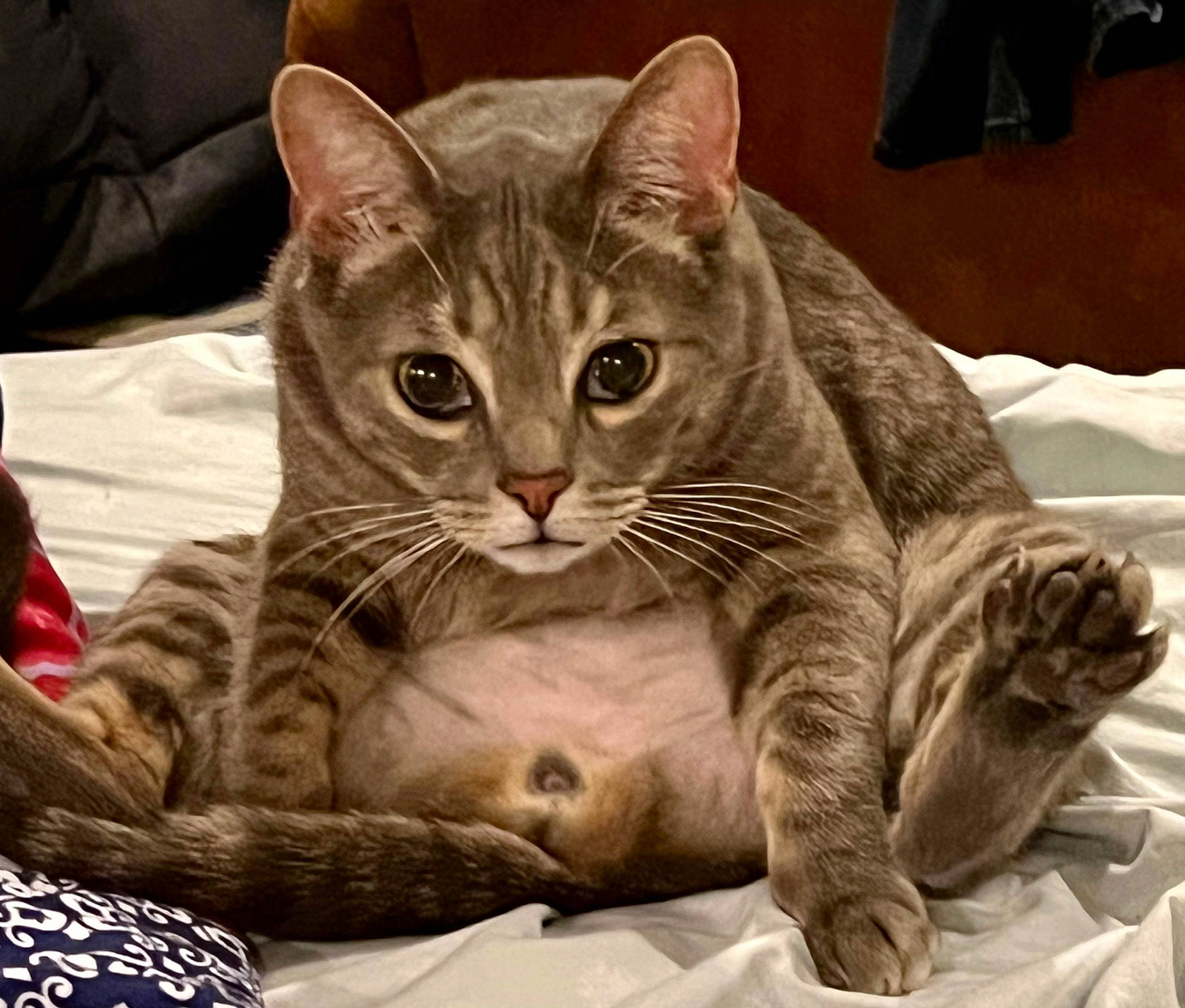 Ollie joined the competition — help win amazing prizes! carnivore, cat, cat_bed, claw, comfort, domestic_short_haired_cat, fang, felidae, fur, gesture, nap, paw, sitting, small_to_medium_sized_cats, snout, tail, terrestrial_animal, whiskers, wildlife